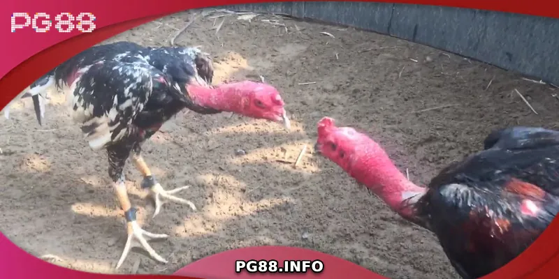 Đá Gà Chọi C1 - Sân Chơi Đỉnh Cao Của Chiến Kê Hàng Đầu