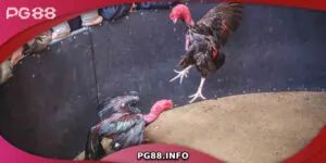 Nghệ Thuật Và Chiến Thuật Đá Gà Đòn Đỉnh Cao