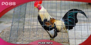 Đá Gà Tre - Tìm Hiểu Từ A Đến Z Về Dòng Gà Chiến Đặc Biệt