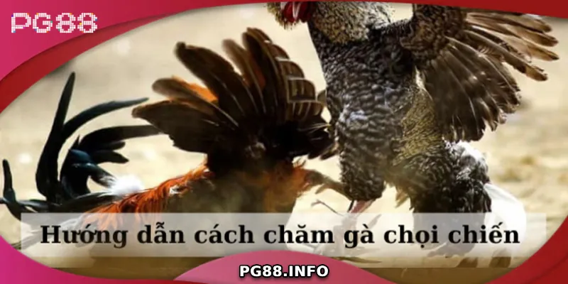 Hướng dẫn cách chăm sóc gà chiến