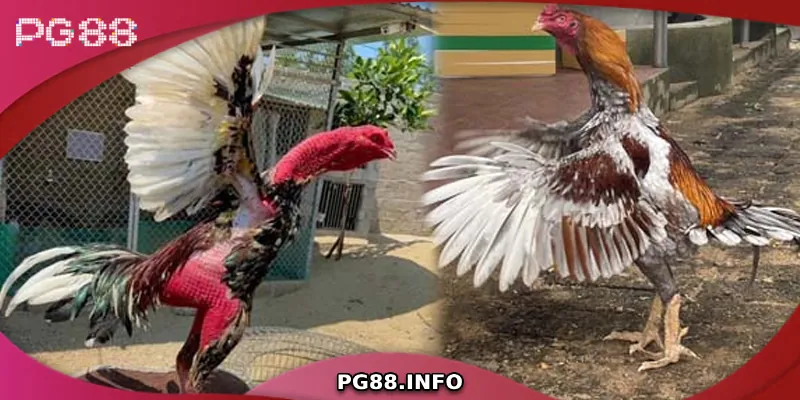 Luật chơi đá gà chọi C1 cơ bản