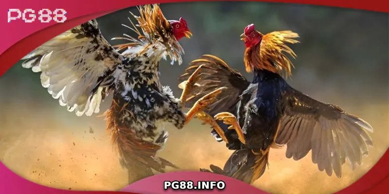 Luật chơi đá gà Thomo