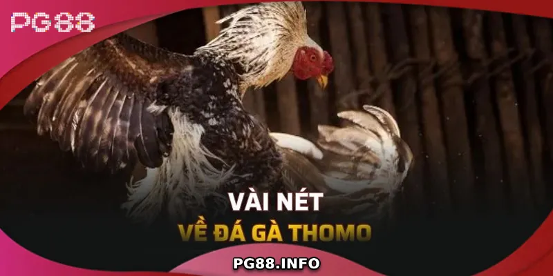 Tổng quan về đá gà Thomo